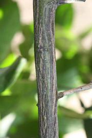                Second - third year twig (Whitney Marsh, Riverside, CA)       