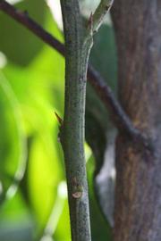              First year twig (Whitney Marsh, Riverside, CA)   