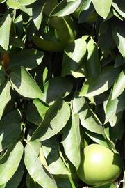                Sun leaves (Whitney Marsh, Riverside,   CA)       