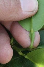                Petiole (Whitney Marsh, Riverside, CA)       