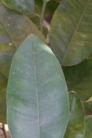                Margin (Whitney Marsh, Riverside, CA)       