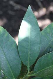               Unifoliolate leaf (Whitney Marsh, Riverside,   CA)       