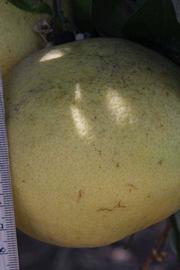              Fruit (Whitney Marsh, Riverside, CA)   