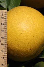              Fruit (Riverside, CA)       