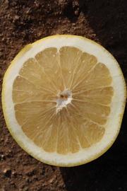              Fruit cross-section (Riverside, CA)       