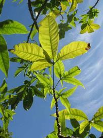            Palmately compound leaf of  Casimiroa tetrameria   (Winter   Haven, FL)   