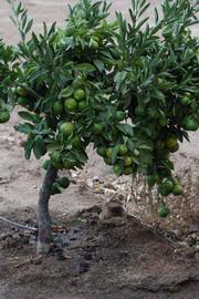            Habit (Riverside, CA)   