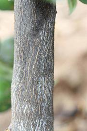            Bark (Riverside, CA)   