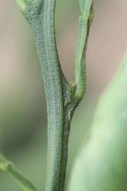            First year twig (Riverside, CA)   