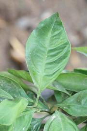              Unifoliolate leaf (Riverside, CA)       