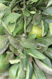              Sun leaves (Riverside, CA)       