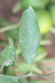              Unifoliolate leaf (Riverside, CA)       