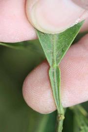              Petiole (Riverside, CA)       