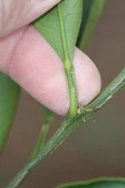              Petiole (Riverside, CA)       