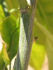              Second - third year twig (Riverside, CA)       