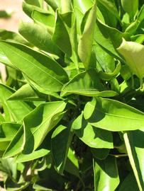              Sun leaves (Riverside, CA)       