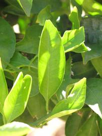              Unifoliolate leaf (Riverside, CA)       