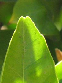              Margin (Riverside, CA)       