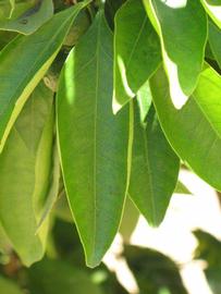             Unifoliolate leaf (Riverside, CA)       