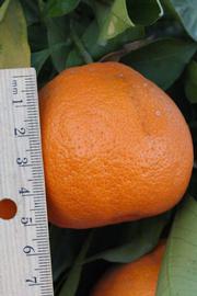            Fruit (Riverside, CA)   