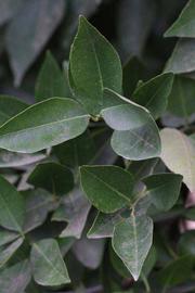              Sun leaves (Riverside, CA)       