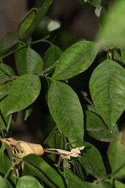              Shade leaves (Riverside, CA)       