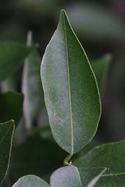             Unifoliolate leaf (Riverside, CA)       