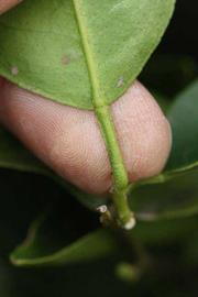              Petiole (Riverside, CA)       