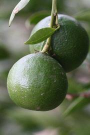            Immature fruit (Riverside, CA)   