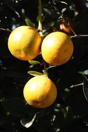            Fruit (Riverside, CA)   