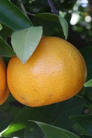            Fruit (Riverside, CA)   