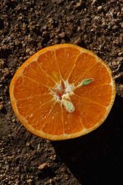            Fruit cross-section (Riverside, CA)   