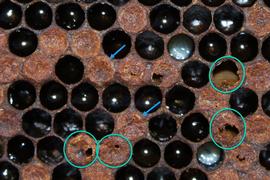  Perforated (bottom circles) and sunken (arrows) capped cells and cells showing caramel-colored, decomposing pupa (circles at right) characteristic of AFB; photo by Robert Snyder
