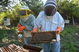  Examining Africanized honey bee colony (note beekeeper protection); photo by Dewey M. Caron
