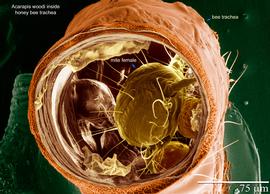   Acarapis woodi  female inside honey bee trachea; LT-SEM (digitally colorized) photo by Ron Ochoa and Gary Bauchan, USDA-ARS
