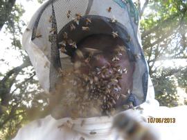  Defensive bees flying directly to bee veil; they're attracted to carbon dioxide; photo by Dewey M. Caron
