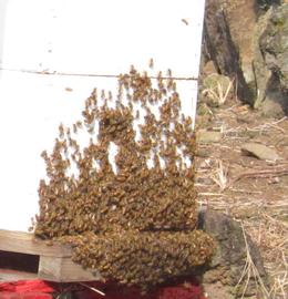  Bee bearding is thought to help cool the bee hive on warm, humid evenings; photo by Mann Lake (Brenda Bray)
