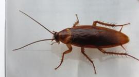  Cockroach adult, American; photo by Dewey M. Caron
