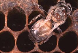  Worker bee exhibiting DWV and with two varroa mites on thorax; photo by The BeeMD collection
