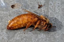  Dead queen outside colony entrance; photo by Evan Fuller
