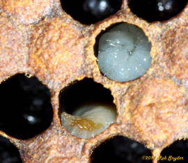  Larvae infected with EFB; photo by Robert Snyder
