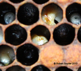  Twisted larvae characteristic of EFB; photo by Robert Snyder
