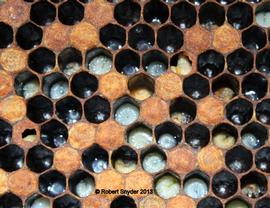  EFB yellowish larvae twisted in cells; photo by Robert Snyder
