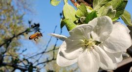  Forager on apple; photo by Elaine Timm 
