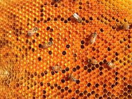  A frame of stored bee bread that could indicate a pollen-bound colony; photo by Bill Hesbach
