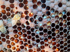  IBDS snot brood; photo by Charles Vanden Heuvel
