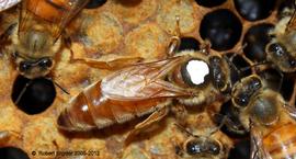  Marked queen with white paint; photo by Robert Snyder
