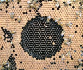  Test to determine hygienic tendency. About 100 capped brood were killed by freeze drying and checked 24 hours later to see the extent of removal. This demonstrated heightened hygienicity; photo by Robert Snyder
