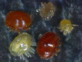  Adult female (lower right), adult male (upper left), and immature stages of Varroa mite; photo by Oregon state University
