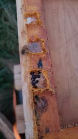  SHBs imprisoned in propolis on inner cover rim; photo by Justin Schiffler
